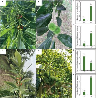 Integrated transcriptome, metabolome and phytohormone analysis reveals developmental differences between the first and secondary flowering in Castanea mollissima